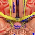 central-nervous-system-cortex-limbic-basal-ganglia-stem-cerebel-3d-model-blend-16.jpg Central nervous system cortex limbic basal ganglia stem cerebel 3D model