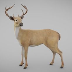 Realistic_Deer_1.jpg Realistic Deer 3D Model