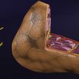 file-11.jpg Thyroid anatomy microscopic larynx trachea 3D model