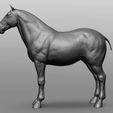 2.jpg Horse Breeds Collection