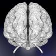 centralnervoussystemcortexlimbicbasalgangliastemcerebel3dmodelblend17.jpg Central nervous system cortex limbic basal ganglia stem cerebel 3D model