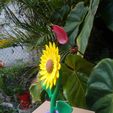 IMG_20200621_182929.jpg sunflower flower plant