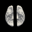 5.png 3D Model of Left and Right Brain