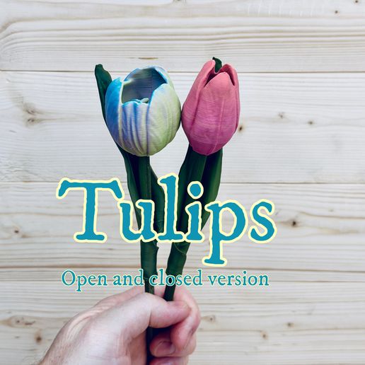 Tulips, two versions