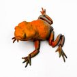 flexi-toad-3D-MODEL-2.jpg Flexi Toad Frog articulated print-in-place no supports