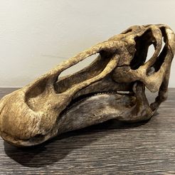 Edmontosaurus skull - Dinosaur