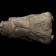 5.png Edmontonia Skull