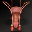 ps4-1.jpg Genito-urinary tract male 3D model 3D model