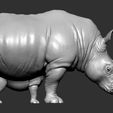 Rhino (9).jpg Rhino