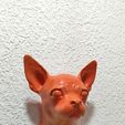 IMG-20250621-WA0032.jpg chihuahua dog head wall mount stl