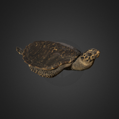 Capture d’écran 2017-12-14 à 15.14.04.png Free OBJ file Hawksbill Sea Turtle・3D printable model to download, AucklandMuseum