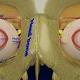 eyecsb.jpg Eye anatomy cut open detail labelled 3D