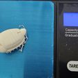 Beetle-fishing-lure-2.jpg Beetle fishing lure