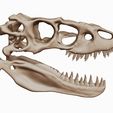 01.jpg Albertosaurus 3D skull