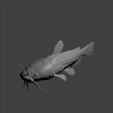 poisson-chat-d.png Catfish