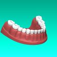 10.jpg Set of Teeth Dental Model