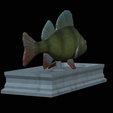 Perch-statue-13.png fish perch / Perca fluviatilis statue detailed texture for 3d printing