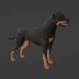 Capture-d’écran-2023-10-02-à-10.54.31.png dog Rottweiler