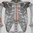 wf5.png Human skeleton set complete separable labelled bone names parts 3D model