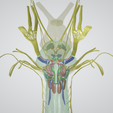 BRAIN-STEM-WITH-CRANIAL-NERVES-AND-NUCLEI-6.png 32-part Brainstem & Midbrain 3D Model with Full Cranial Nerves and Nuclei