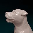 Dog-Staf-07.jpg Staffordshire Bull terrier 08