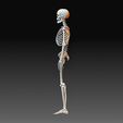 Skeleton 4.jpg Human skeleton