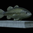 Bass-statue-10.png fish Largemouth Bass / Micropterus salmoides statue detailed texture for 3d printing