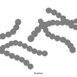 Streptococcus_Pyogenes_Roughness.png Streptococcus Pyogenes Bacteria