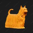 584-Australian_Silky_Terrier_Pose_01.jpg Australian Silky Terrier Dog 3D Print Model Pose 01