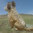 3.jpg Briard Berger de Brie