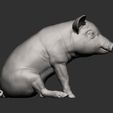 Baby-pig-sitting8.jpg Baby pig sitting 3D print model
