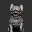 French-Bulldog11.jpg French Bulldog 3D print model