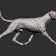 rhodesian-ridgeback-running11.jpg rhodesian ridgeback running 3D printed model
