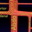 PS0056.jpg Human arterial system schematic 3D
