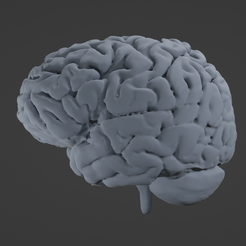 Resin1.png STL file Human Brain・3D printing idea to download