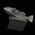 peacock-bass-trophy-1-1-27.png Peacock bass (Cichla ocellaris) fish in motion trophy statue for 3d printing