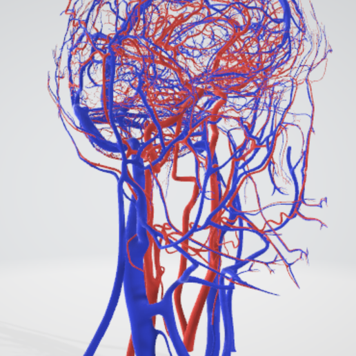 cerebrovascular,-brain,-face,-hemisphere,-willis,-dental,-neck,-vein,-artery,-head,-cerebellum,-vasc.png 3D 头颈部血管解剖图 - 动脉、静脉和脑血管系统