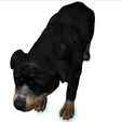 04.jpg DOG DOG - DOWNLOAD Rottweiler 3d model - animated CANINE PET GUARDIAN WOLF HOUSE HOME GARDEN POLICE - 3D printing DOG DOG DOG