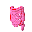 2.png Lower gastrointestinal tract segmented