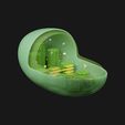 Chloroplast_Render_01.jpg Chloroplast Cross Section Anatomy