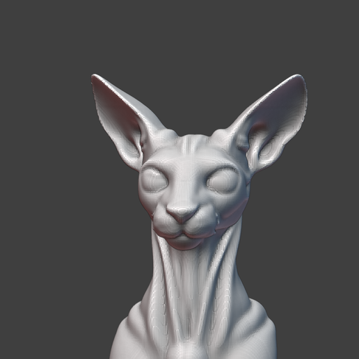 Sphynx cat