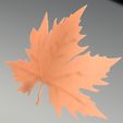 3.jpg plane tree leaf