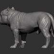 american-bulldog-standing10.jpg American Bully standing 3D printed model