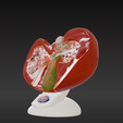 2.png 3D Spleen, Pancreas and Duodenum Anatomy Model
