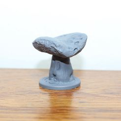 Boletus edulis – MacroFungi Collection (4 of 10)