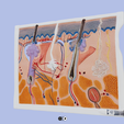 4.png 3D Human Skin Section Relief Model