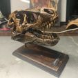 T rex skull