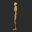 03.jpg Skeleton 3D Model