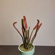 20230114_181244.jpg make a drosera capesis carnivorous plat