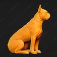 2390-Boston_Terrier_Pose_05.jpg Boston Terrier Dog 3D Print Model Pose 05
